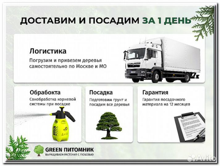 Туя в ассортименте:Смарагд,Брабант,Колумна