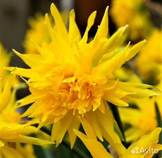 Луковицы нарциссов