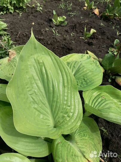 Хоста Императрица