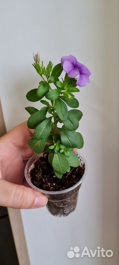 Калибрахоа