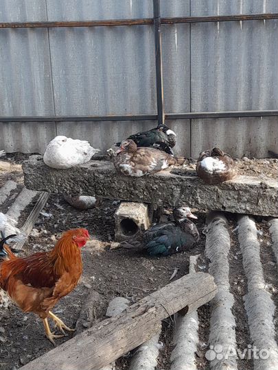 Молодняк птицы