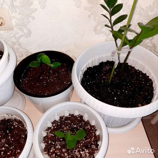 Замиокулькас