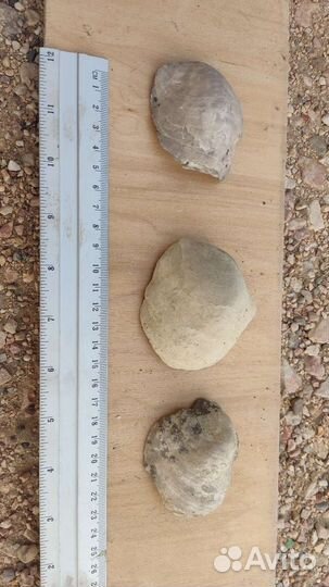 Окаменелости Грифея