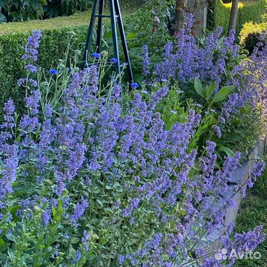 Гортензии, розы, пионы, многолетники