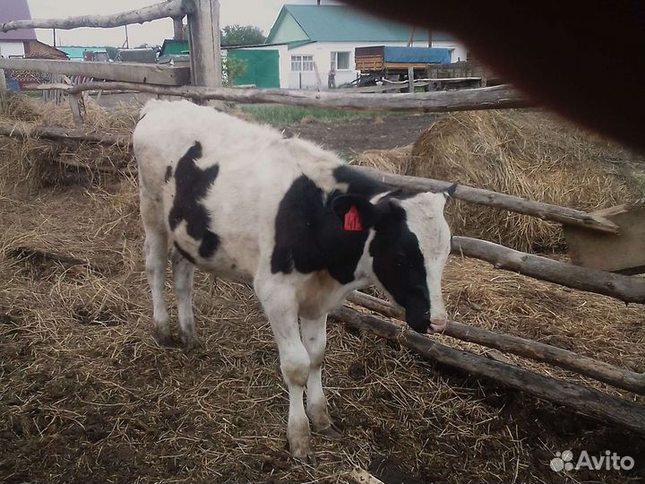 Быки на доращивание