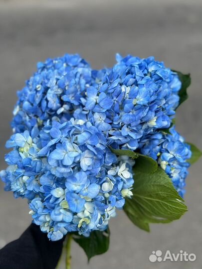 Цветы с доставкой гортензия гербера роза