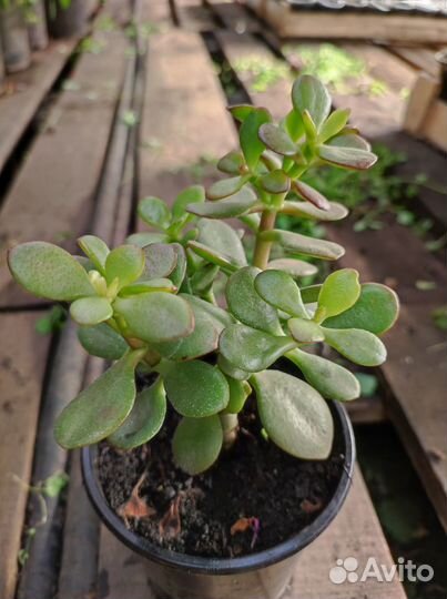 Крассула толстянка