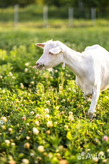 Семена амаранта