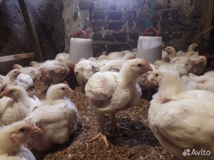 Бройлер Рос 308, Словакия