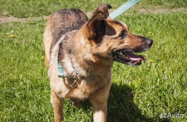 Мир через решетку.Собака в дар в добрые руки