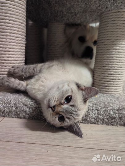 Котенок девочка 5 мес в добрые ручки