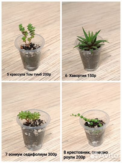 Суккуленты