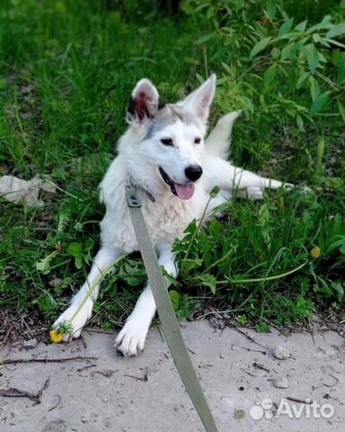 Отдам собаку в добрые руки