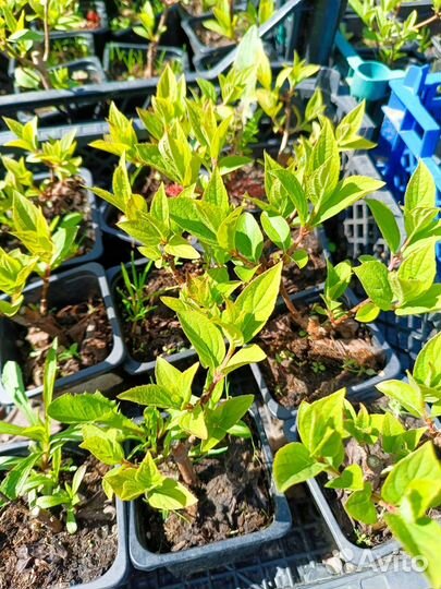 Гортензия метельчатая