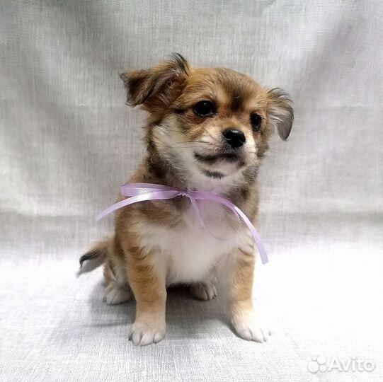 Щенки Чихуахуа