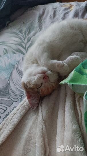 Котенок