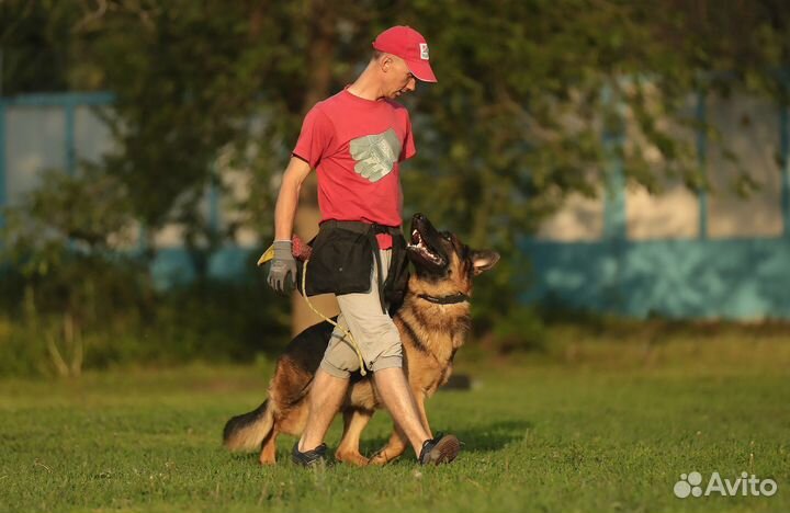 Дрессировка собак, кинолог