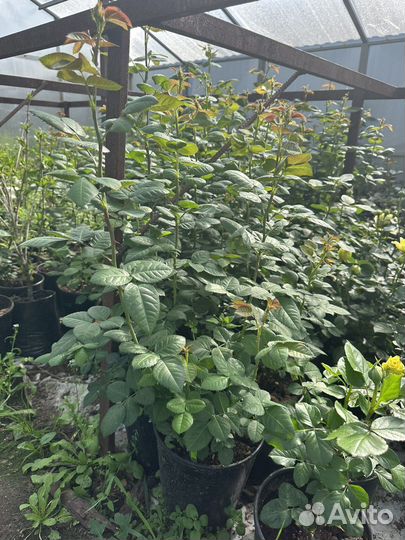 Розы, саженцы роз в горшках