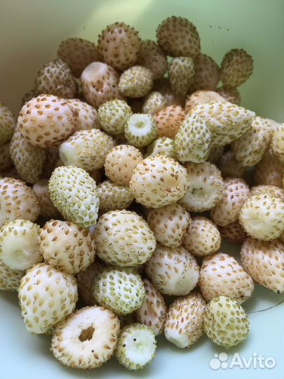 Продам саженцы земляники белой