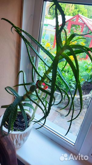 Алое лечебный