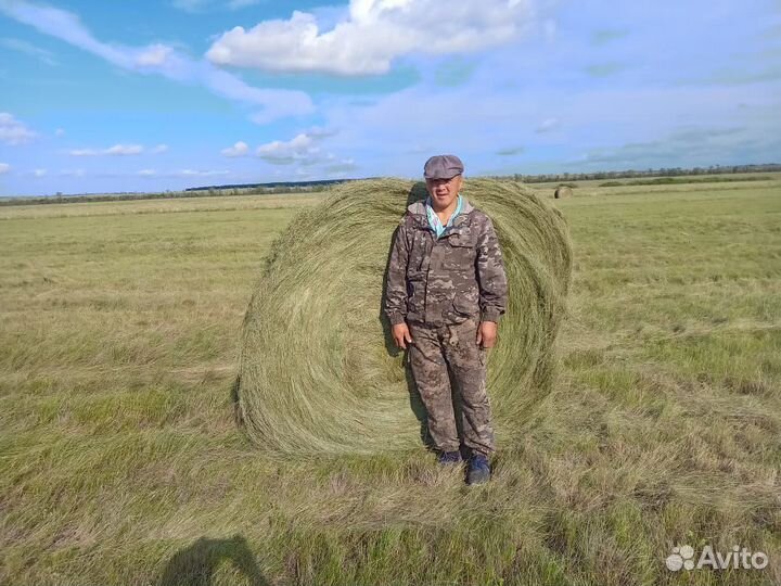Сено в рулонах