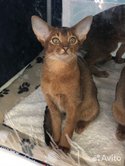 Солнце в дом