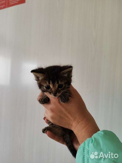 Кошка котёнок ищет дом