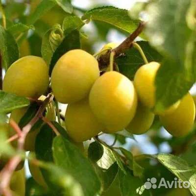 Саженцы жёлтых, красных и синих слив, малина