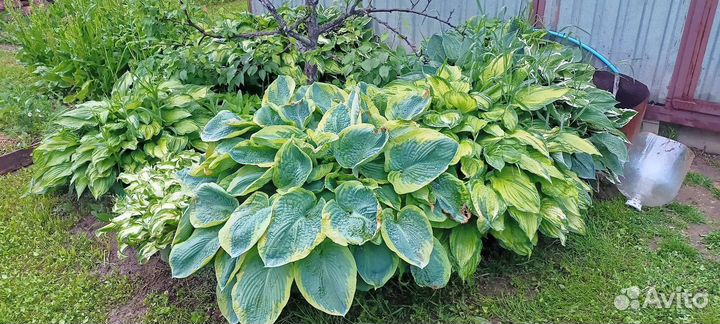 Саженцы многолетников для сада