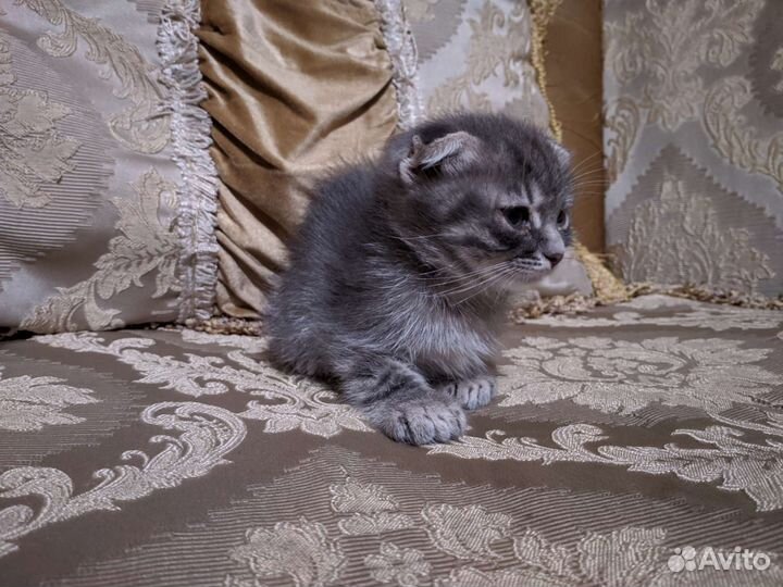 Котёнок девочка Бесплатно