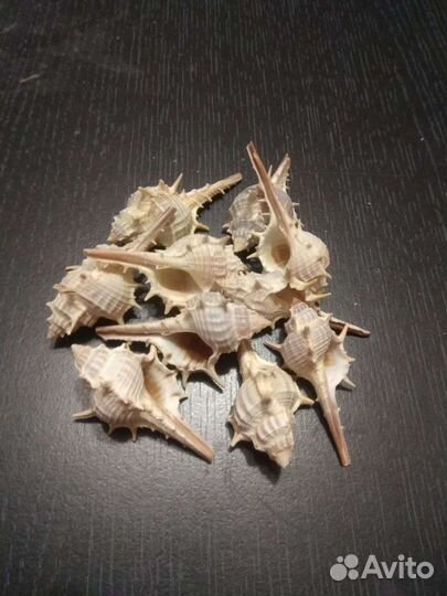 Ракушки Мурекс Пектен и Трапа