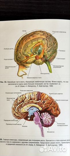 Нейропсихология Е.Д.Хомская/ А.Р.Лурия Язык и созн