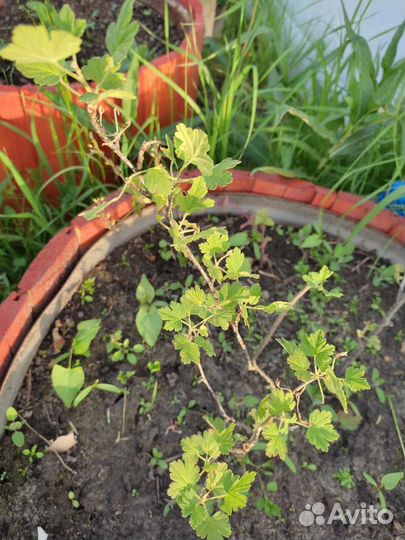 Крыжовник красный