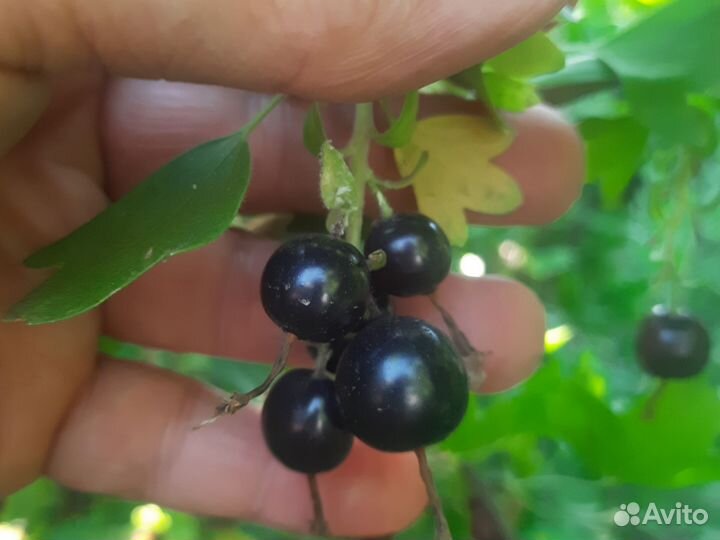 Плоды чёрной смородины