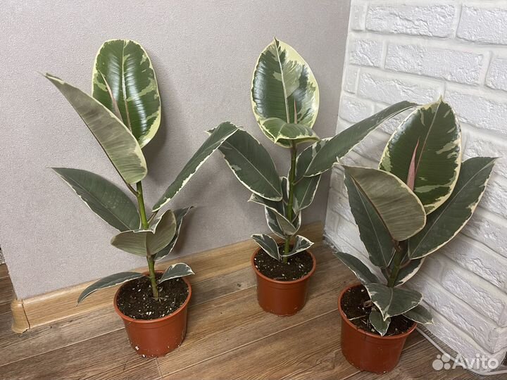 Фикус эластика тинеке комнатные цветы