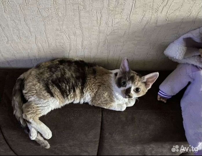 Сокращение питомника 5 животных Девон-рекс