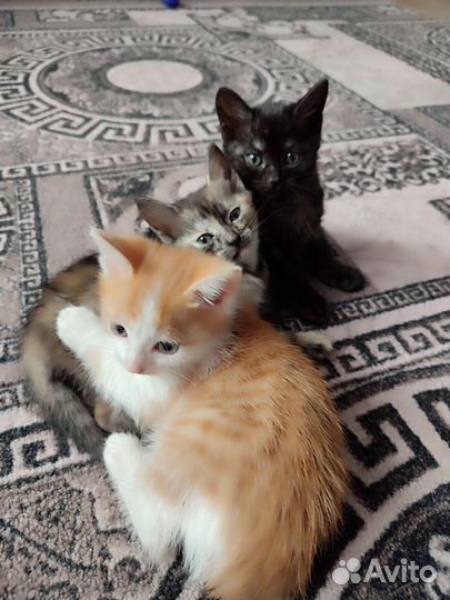 Котята в дар