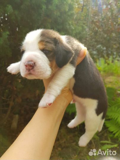 Щенки бигль