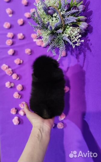 Милый красавчик шпиц чёрно подпал