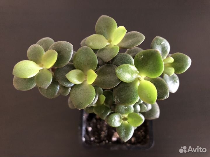 Крассула минор (толсянка)