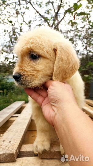 Голден ретривер