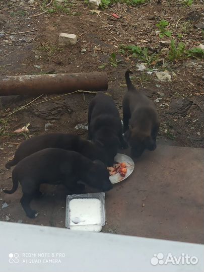 Щенок в добрые руки