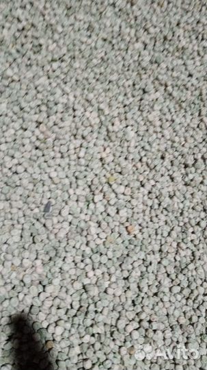 Горох зерно