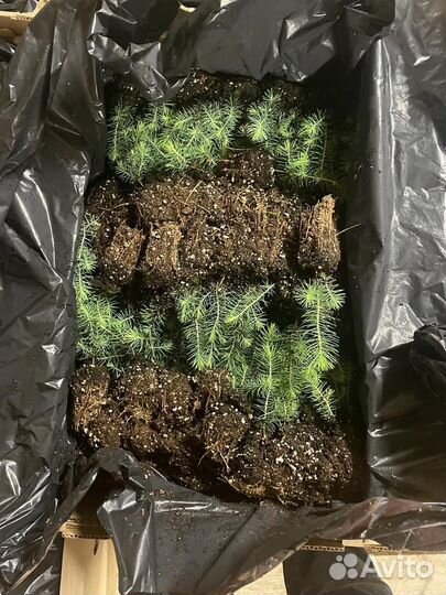 Саженцы сосны окс