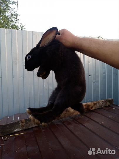 Кролики мясных пород