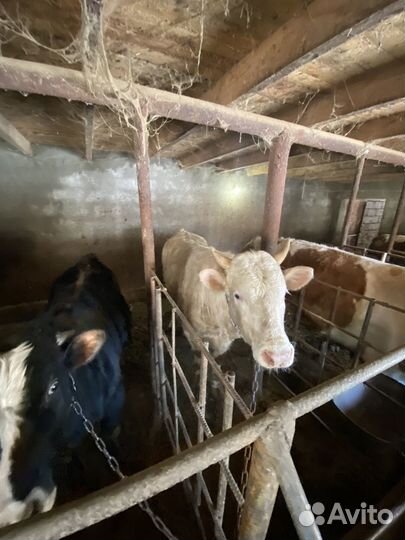 Бычки на мясо