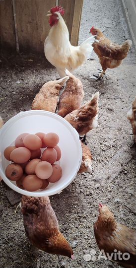 Яички на еду куриные, перепелиные