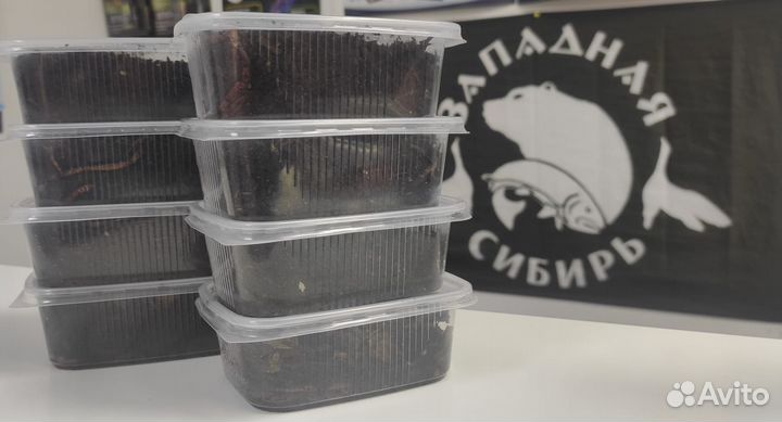 Черви для рыбалки