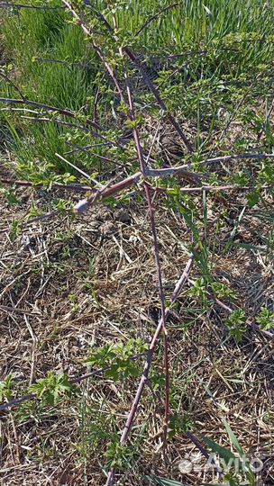 Ежемалина Кумберленд