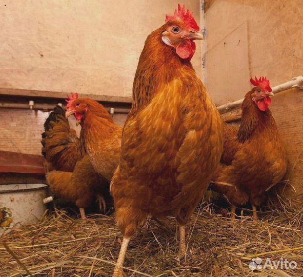 Кура несушка